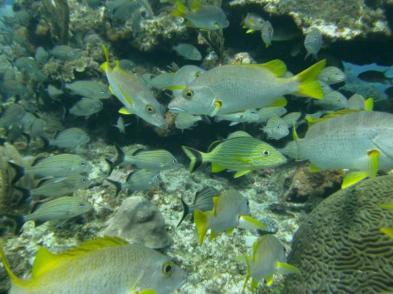 Centenas de peixes durante mergulho no Gay's Reef, em Little Cayman, nas Ilhas Caiman